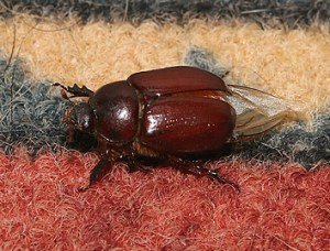 june-beetle-on-rug