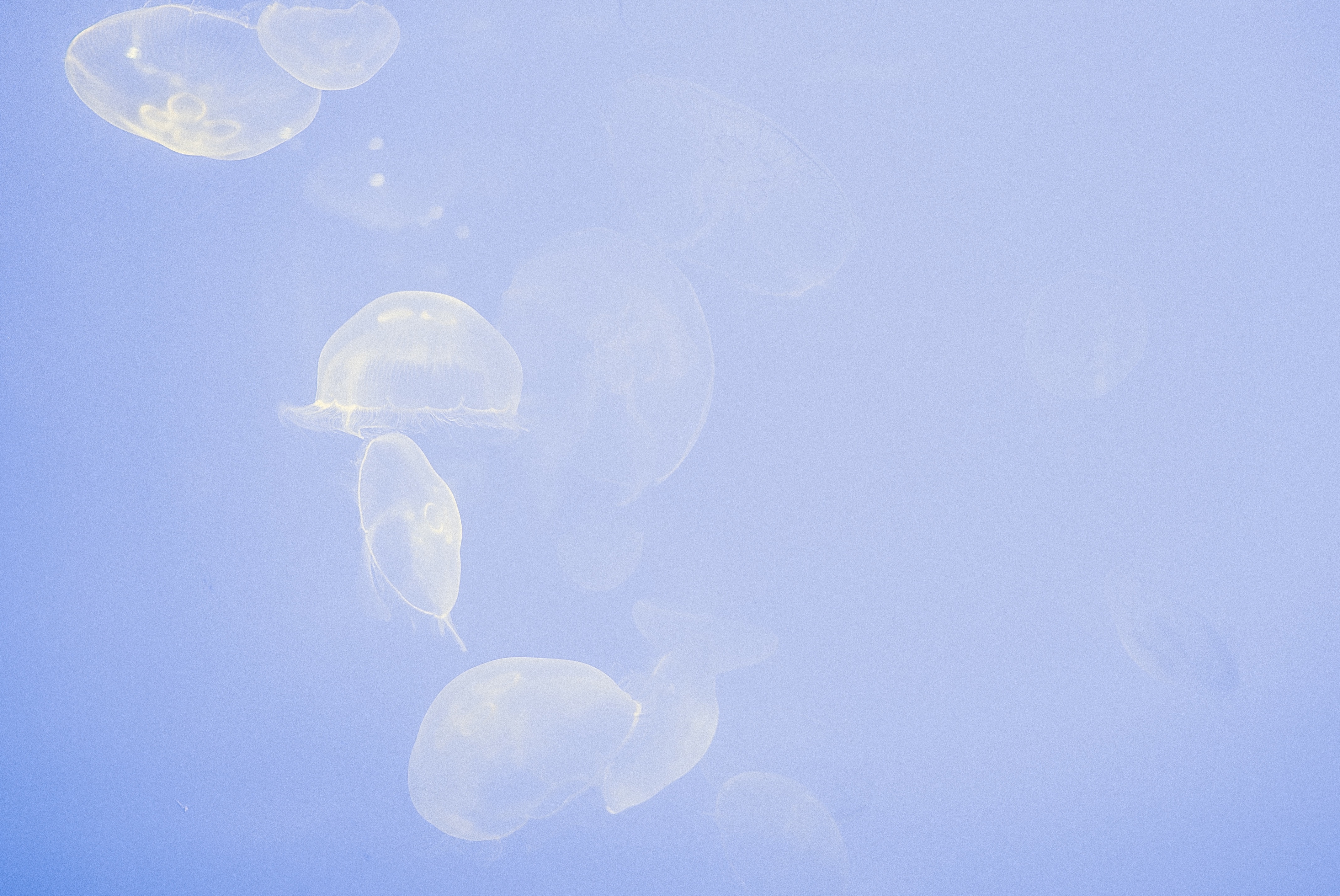 jellyfish