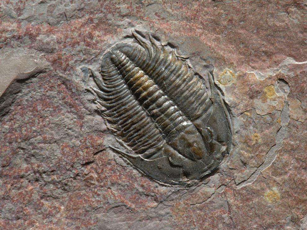 trilobite-fossil_1262_990x742.jpg